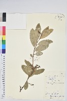 藏品(芳香白珠)的圖片