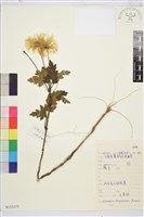 藏品(金毛鐵線蓮)的圖片