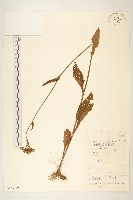 藏品(菊狀千里光)的圖片