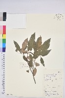 藏品(粗糠柴)的圖片