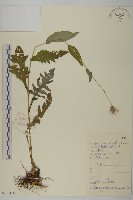 藏品(煙管草)的圖片