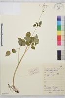 藏品(深山唐松草)的圖片