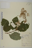 藏品(東北雷公藤)的圖片