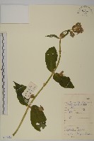 藏品(大花剪秋蘿)的圖片