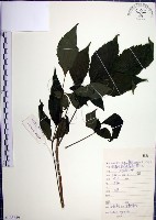 藏品(山埔姜)的圖片