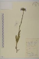 藏品(重冠紫菀)的圖片