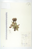 藏品(長毛鳳毛菊)的圖片