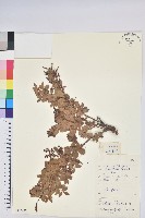 藏品(老鴉炮)的圖片