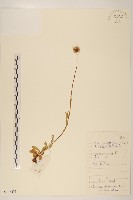 藏品(短薴飛蓬)的圖片