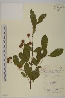 藏品(大花衛矛)的圖片