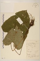 藏品(戟葉橐吾)的圖片