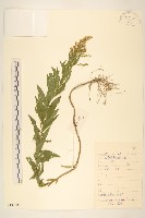 藏品(美洲一枝黃花)的圖片