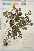 藏品(東亞唐松草)的圖片