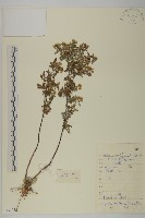 藏品(束傘亞菊)的圖片