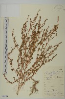 藏品(地膚、掃手草)的圖片