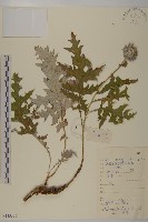 藏品(藍刺頭)的圖片