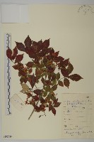 藏品(衛矛)的圖片