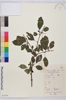 藏品(鼠李、臭李子)的圖片