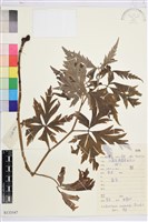 藏品(草烏頭)的圖片