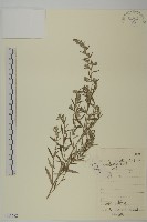 藏品(地膚、掃手草)的圖片