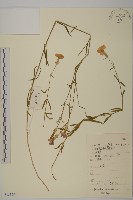 藏品(石竹、洛陽花、剪絨花)的圖片