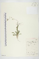 藏品(薺)的圖片