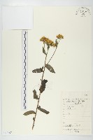 藏品(歐亞旋覆花)的圖片