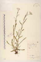 藏品(長葉火絨草)的圖片