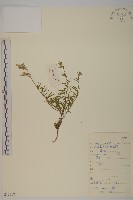 藏品(匍生蠅子草)的圖片