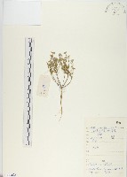 藏品(燥原薺)的圖片