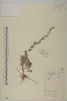 藏品(紅足蒿)的圖片