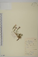 藏品(石竹、洛陽花、剪絨花)的圖片