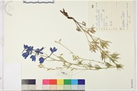 藏品(冀北翠雀花)的圖片