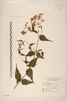 藏品(島田氏澤蘭)的圖片