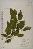 藏品(佩羅特木)的圖片