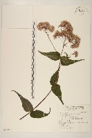 藏品(島田氏澤蘭)的圖片