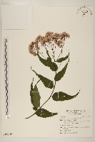 藏品(田代氏澤蘭)的圖片