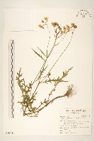 藏品(關山千里光)的圖片