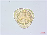 藏品(玉山鹿蹄草)的圖片