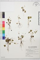 藏品(鹿場毛茛)的圖片