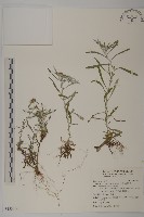 藏品(玉山抱莖籟簫)的圖片