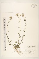 藏品(一枝香)的圖片