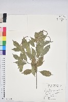 藏品(油葉石櫟)的圖片