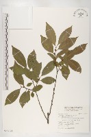 藏品(俄氏柿)的圖片