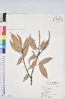 藏品(短尾葉石櫟、嶺南柯`東南石櫟)的圖片