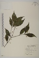 藏品(菱葉衛矛)的圖片