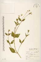 藏品(貓腥草)的圖片