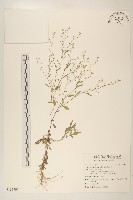 藏品(銀膠菊)的圖片