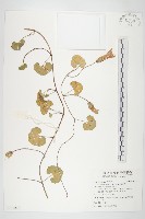 藏品(濱旋花)的圖片