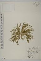 藏品(瓜槌草、漆姑草)的圖片